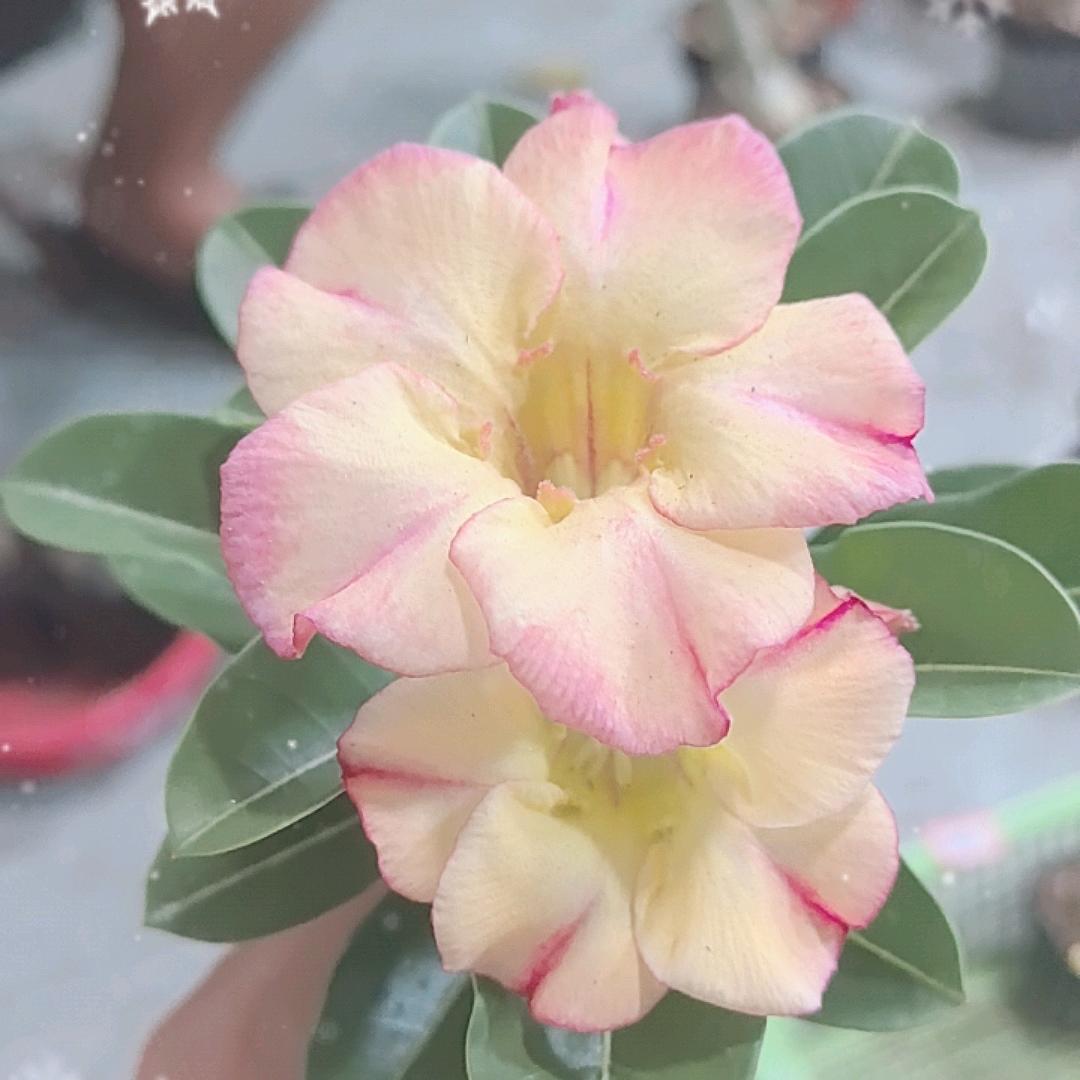 花花沙漠玫瑰
