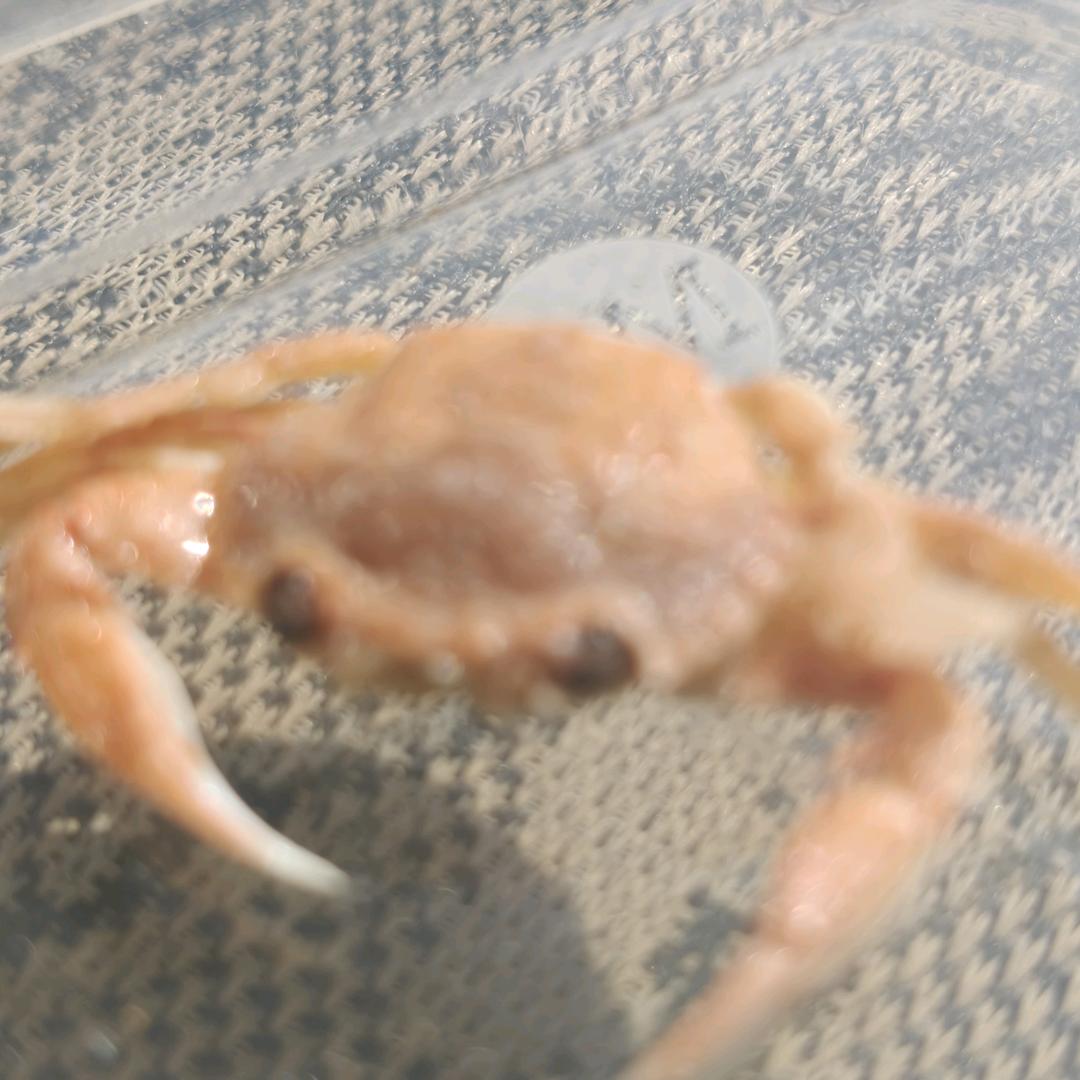 富贵鱼🐟🐟🐟🐟🐟🐟🐟🐟?