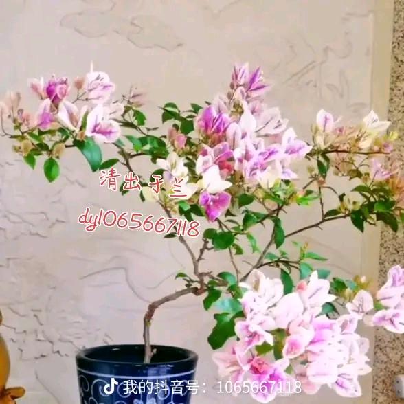 清出于兰