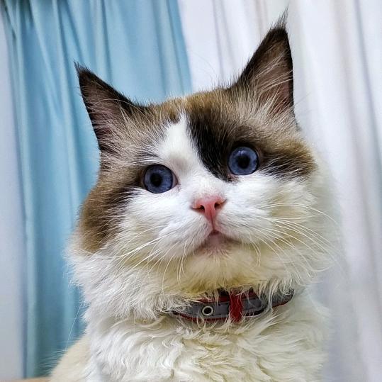 酷酷猫😼