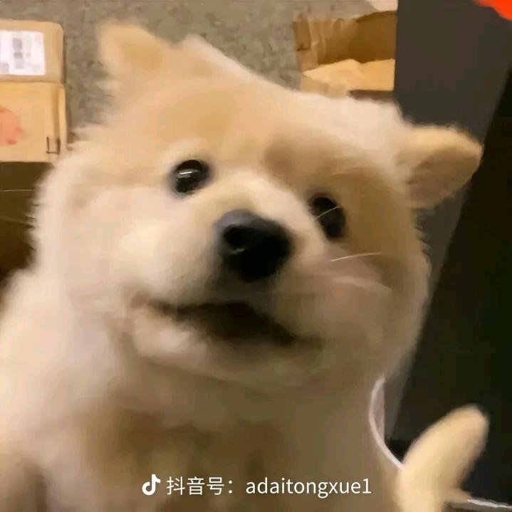 茉莉花