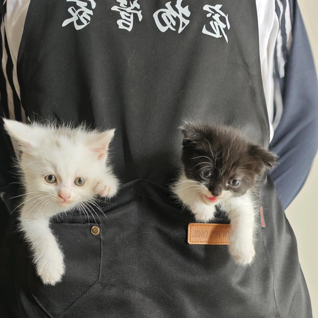 花姐养猫