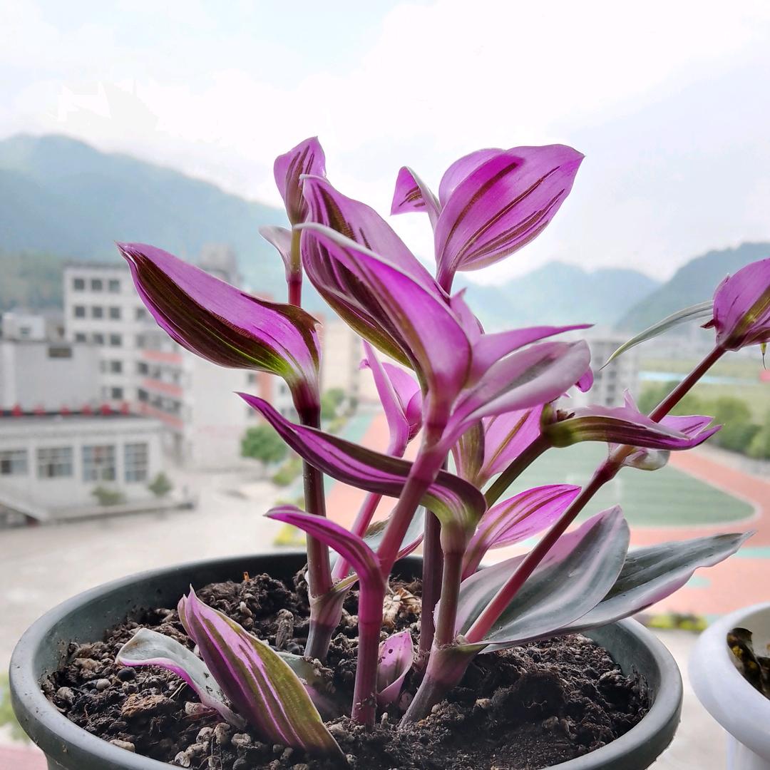 陈   梦   初  醒