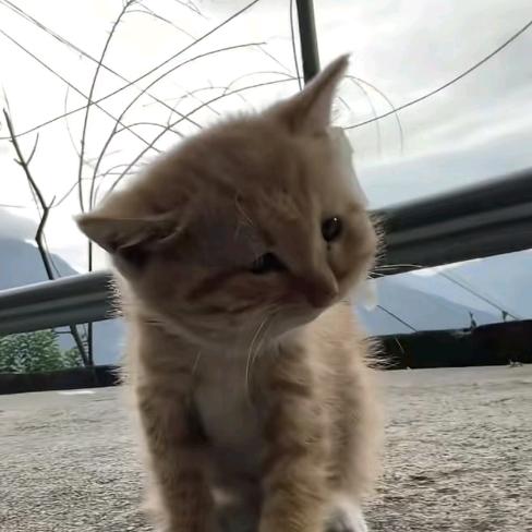猫猫大人(｡•o•｡∩)