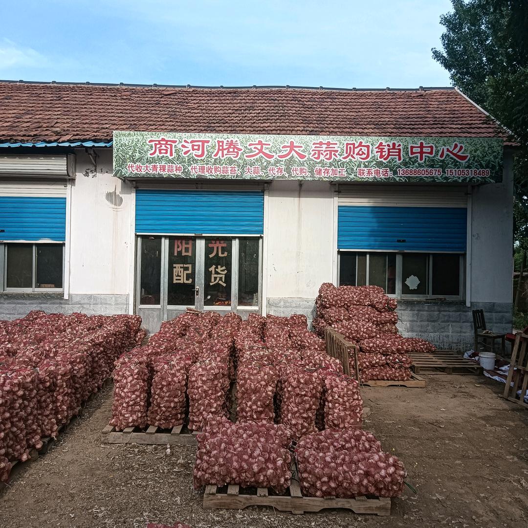 济南白桥大青棵《腾文》