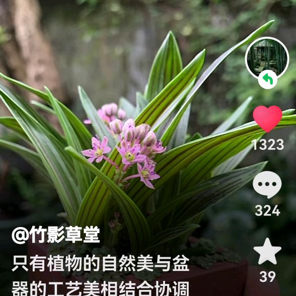 紫梦🌹