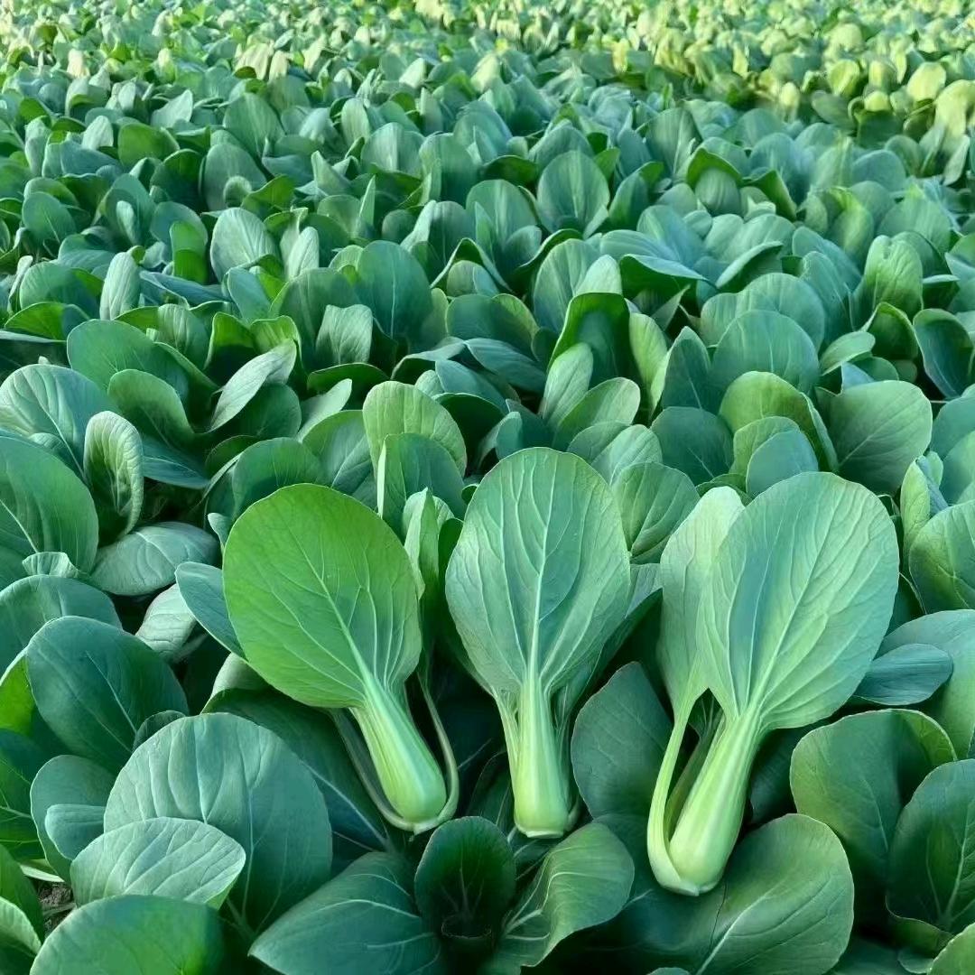 LZM  seeds