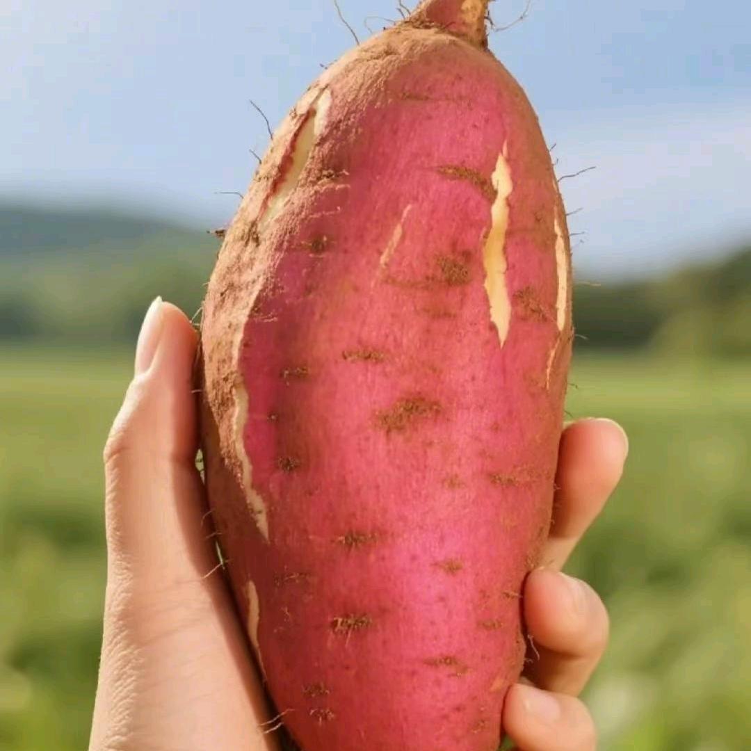 红薯高产张老师