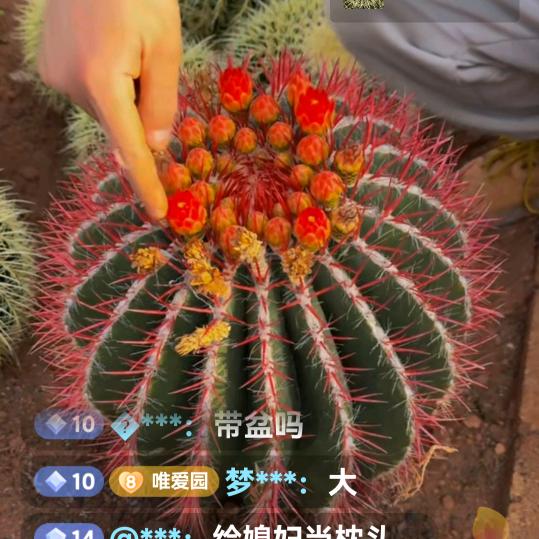 用户马到成功