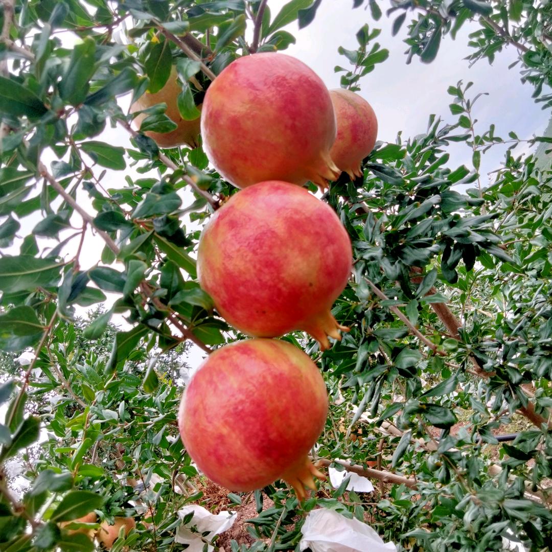 一生爱你谷玉刚