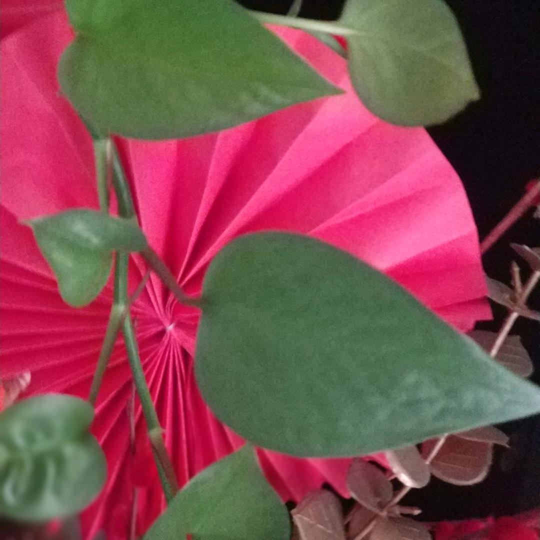 新年开心小号