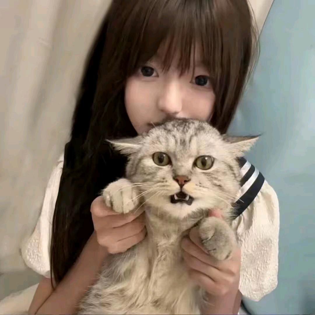 养只猫