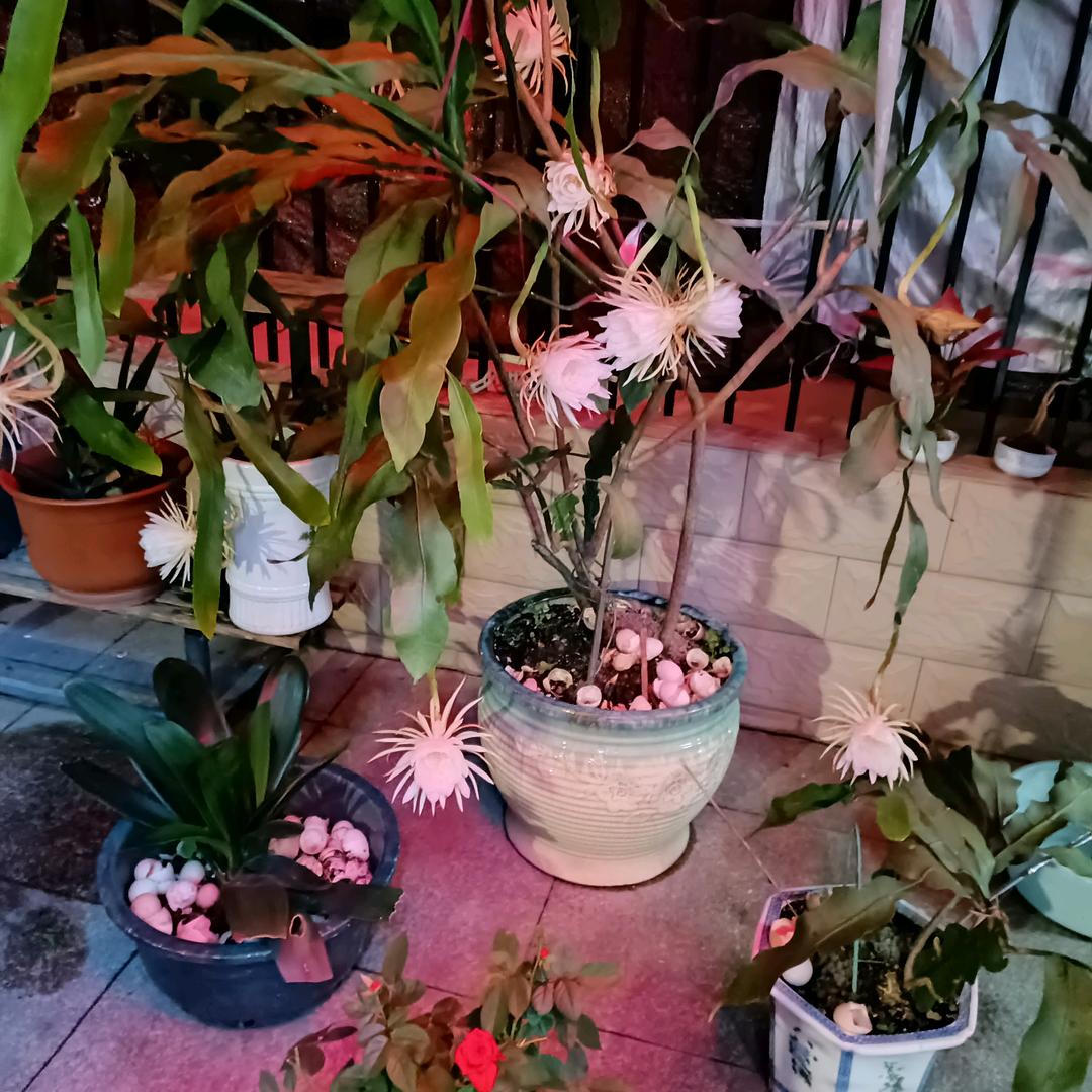 阳春三月桃花开