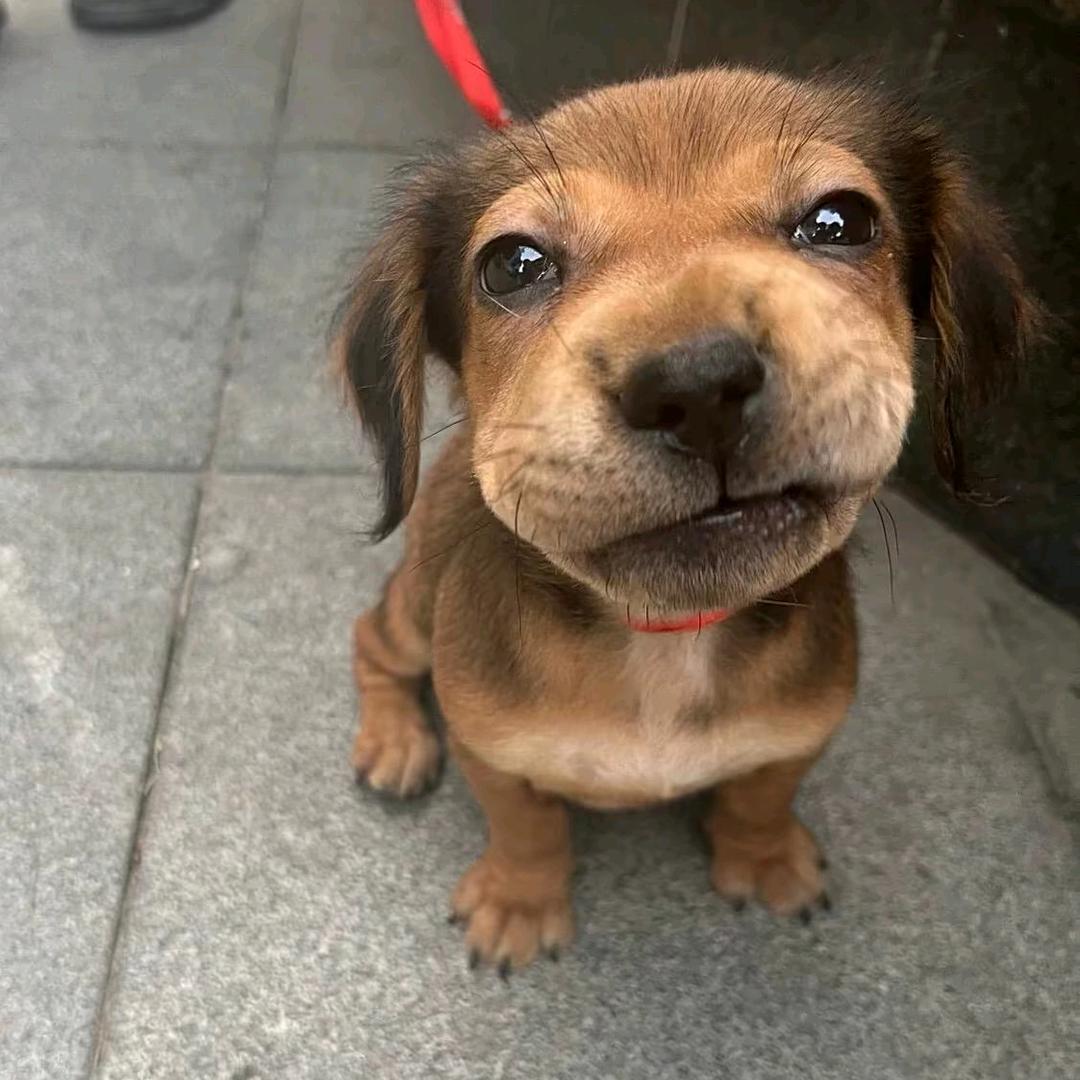 狗该剪指甲了