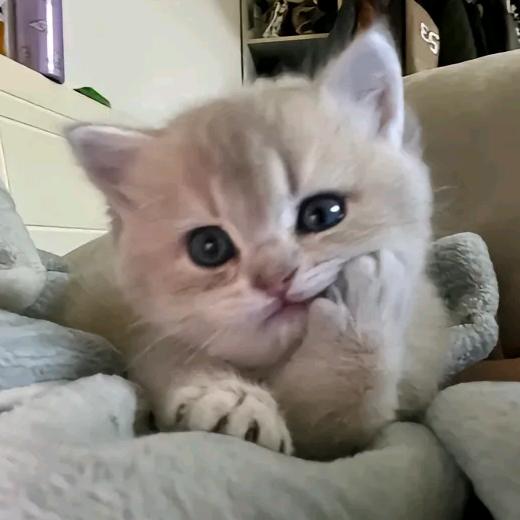 怀念安