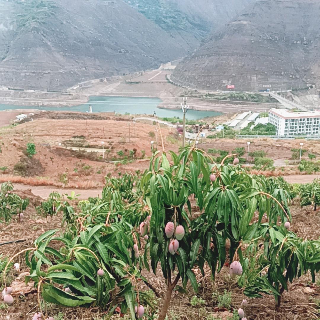 新精原生态种养殖