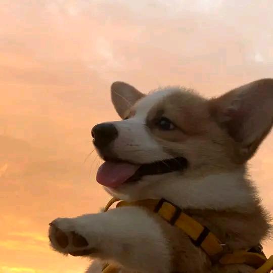 爱吃西红柿的汪