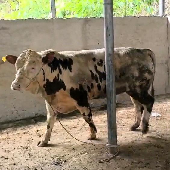 贵州平定营小黄牛交易中心