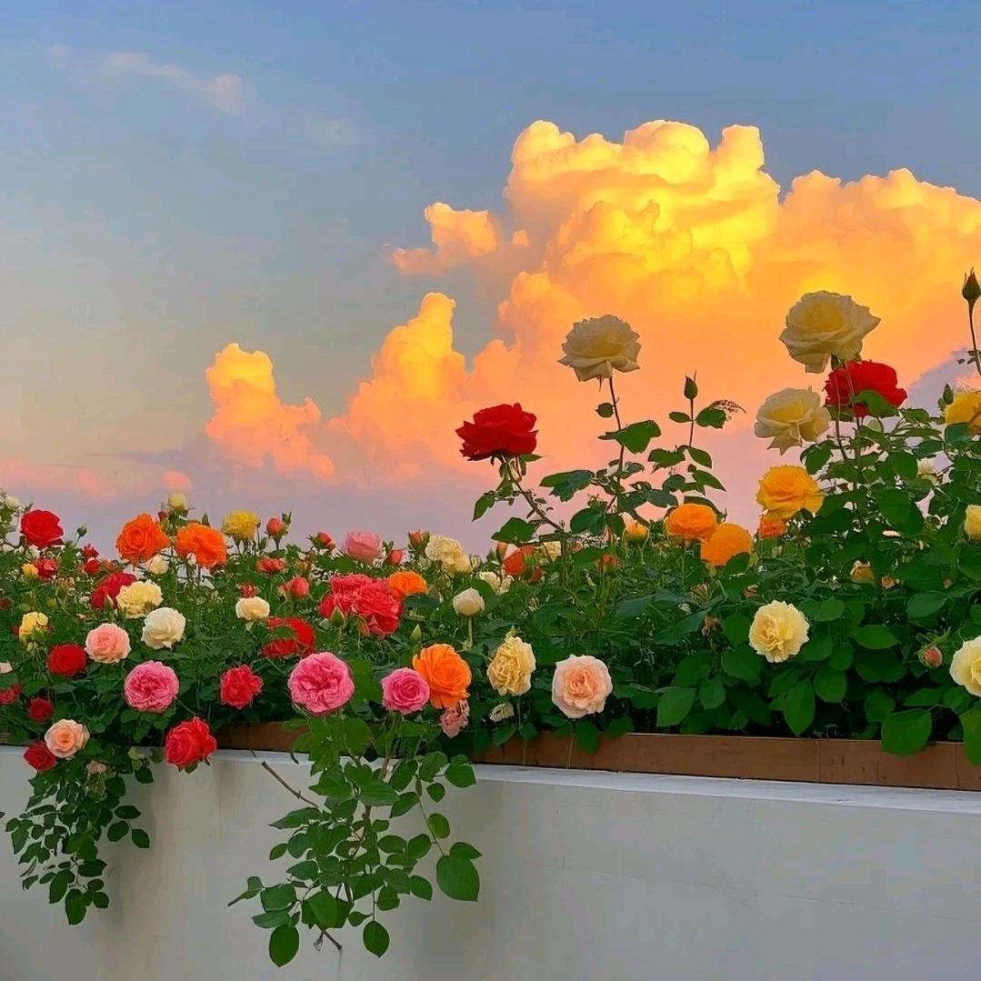 ღ᭄酸咸苦辣甜࿐