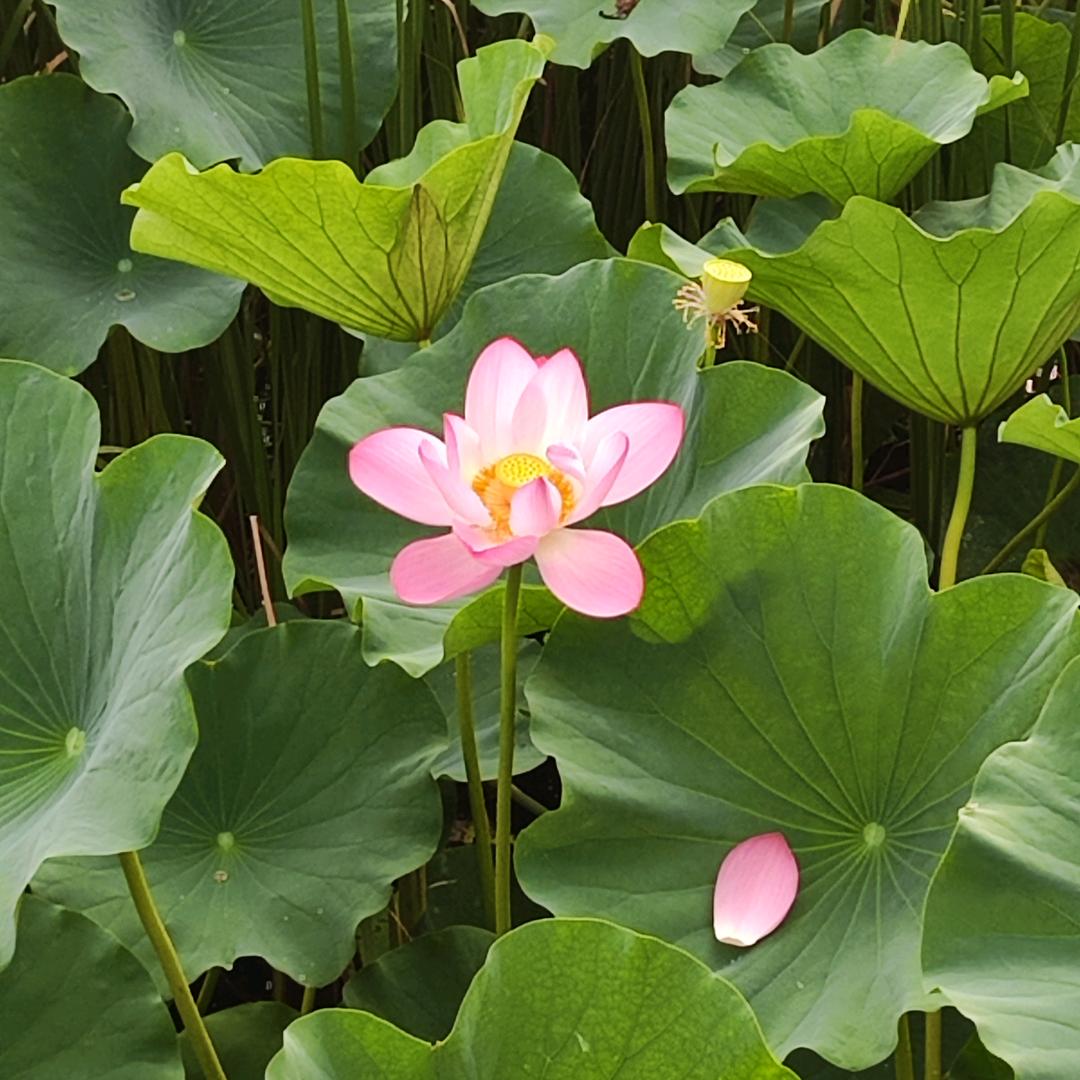 暖心小筑໑ຼₒ₂₅ღ好运加满⁺¹⁰⁰✨