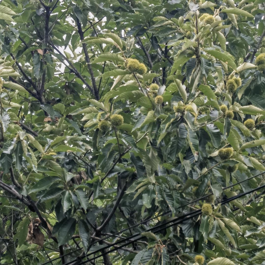 一个讲故事的人