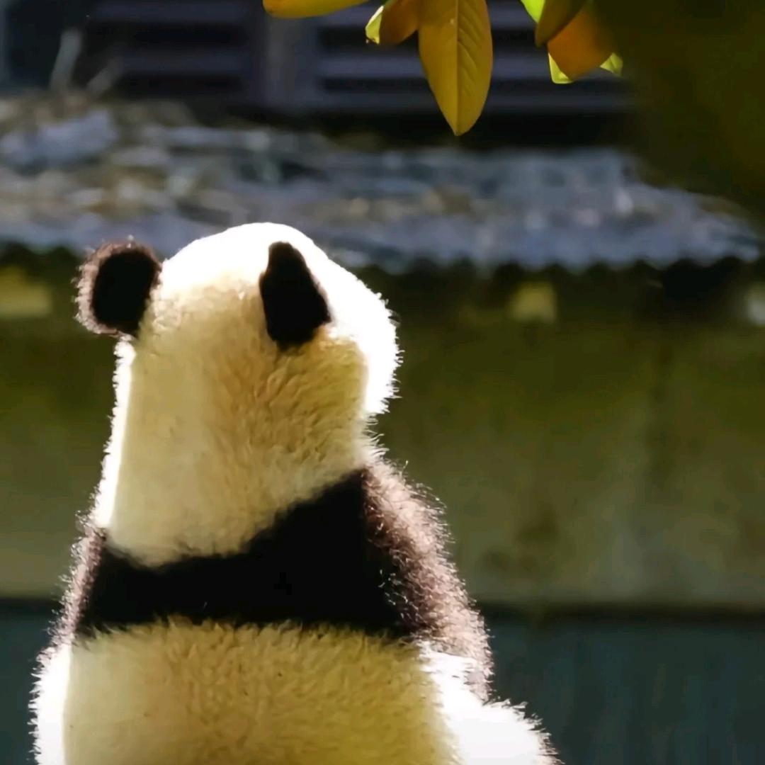 欣子