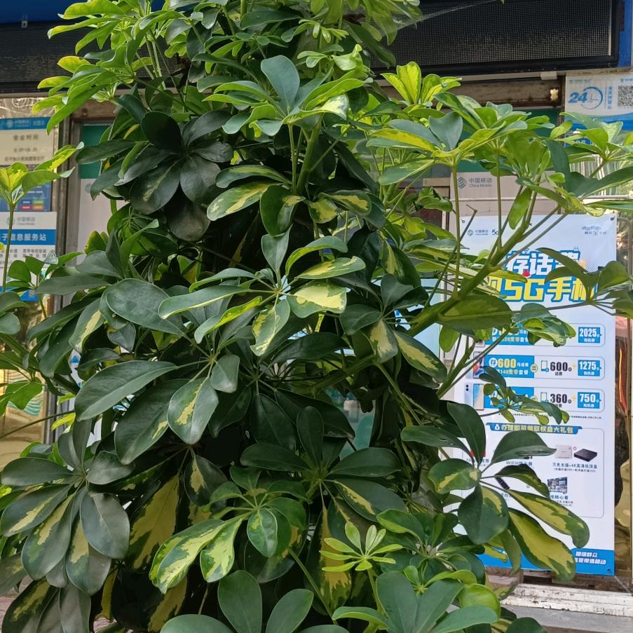 豪意