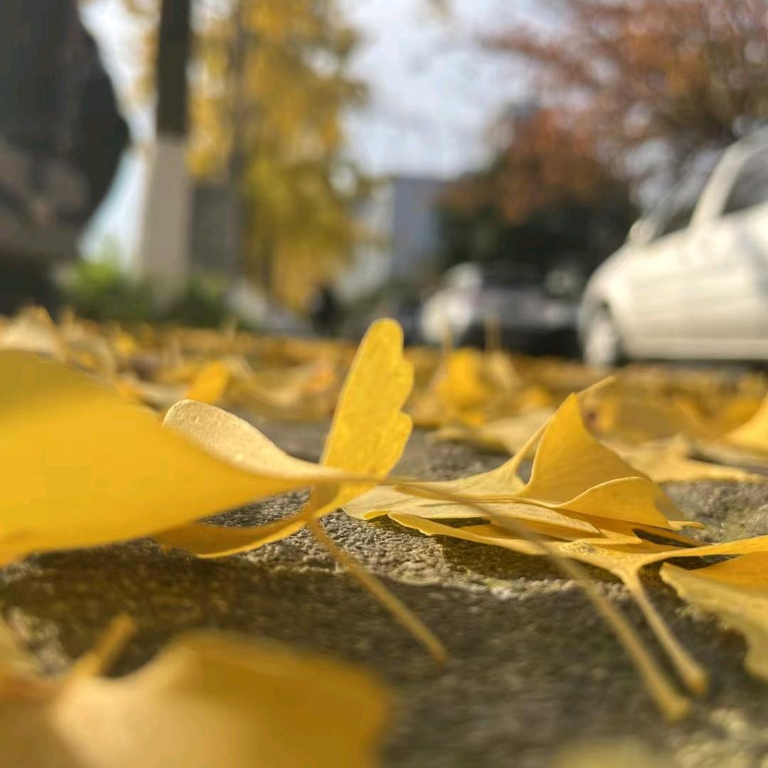 小鱼