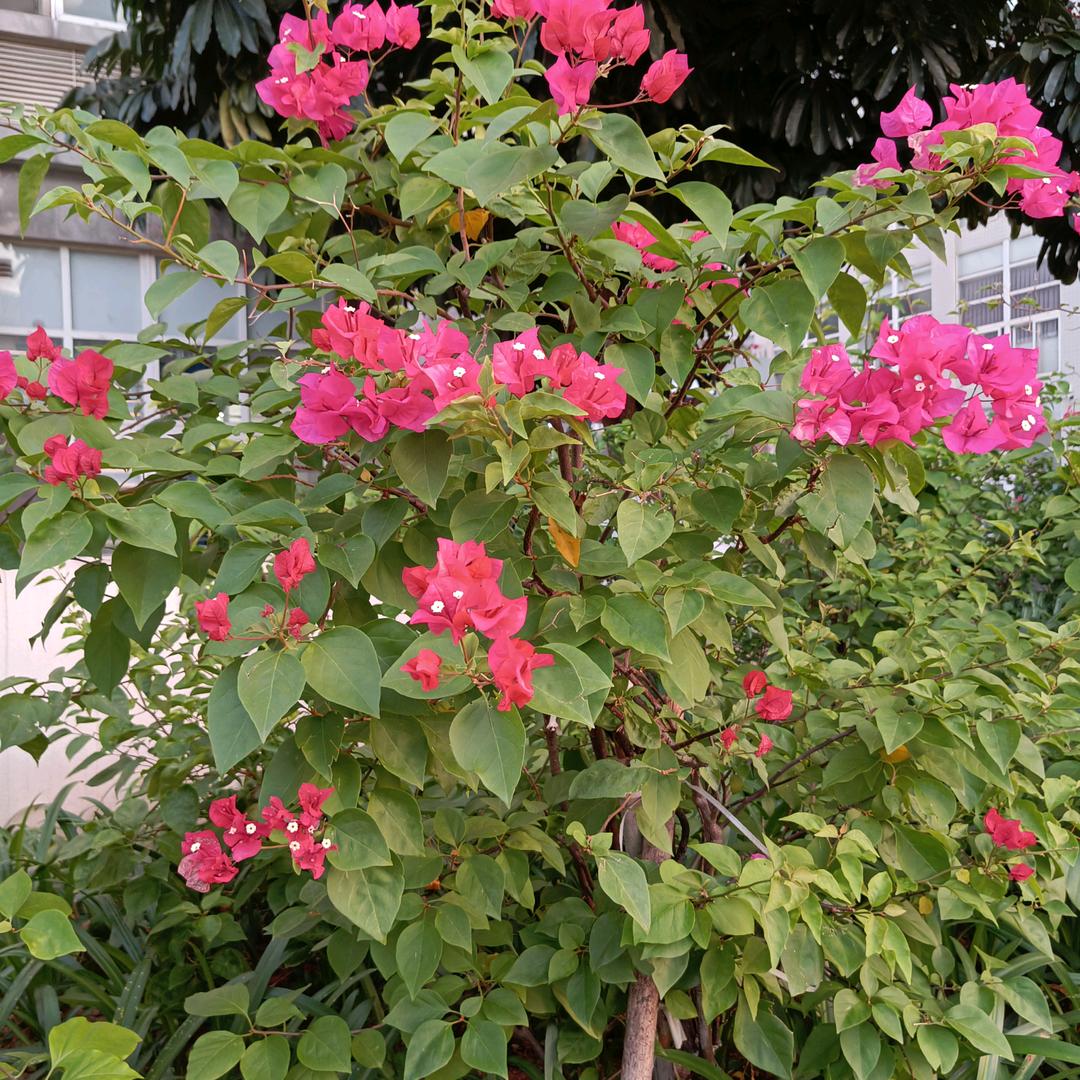 恩施兰兰