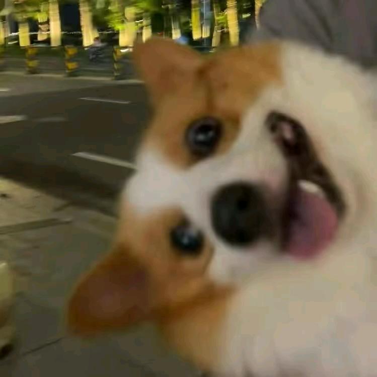 栗子跑不动