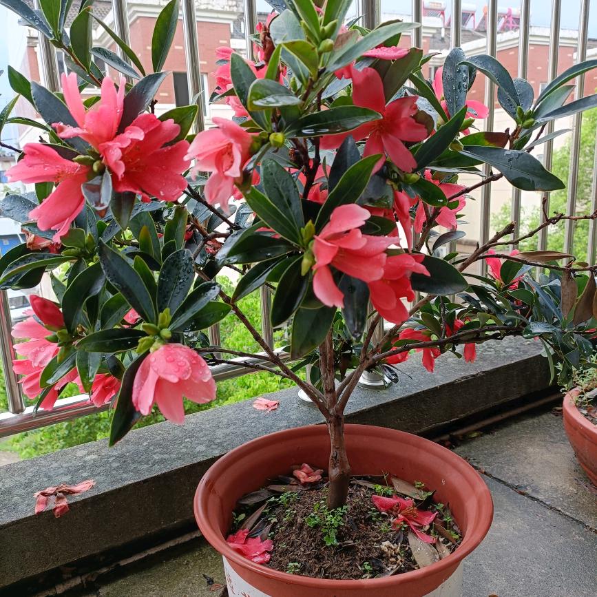 快乐天天有🌷🌷🌷🌷