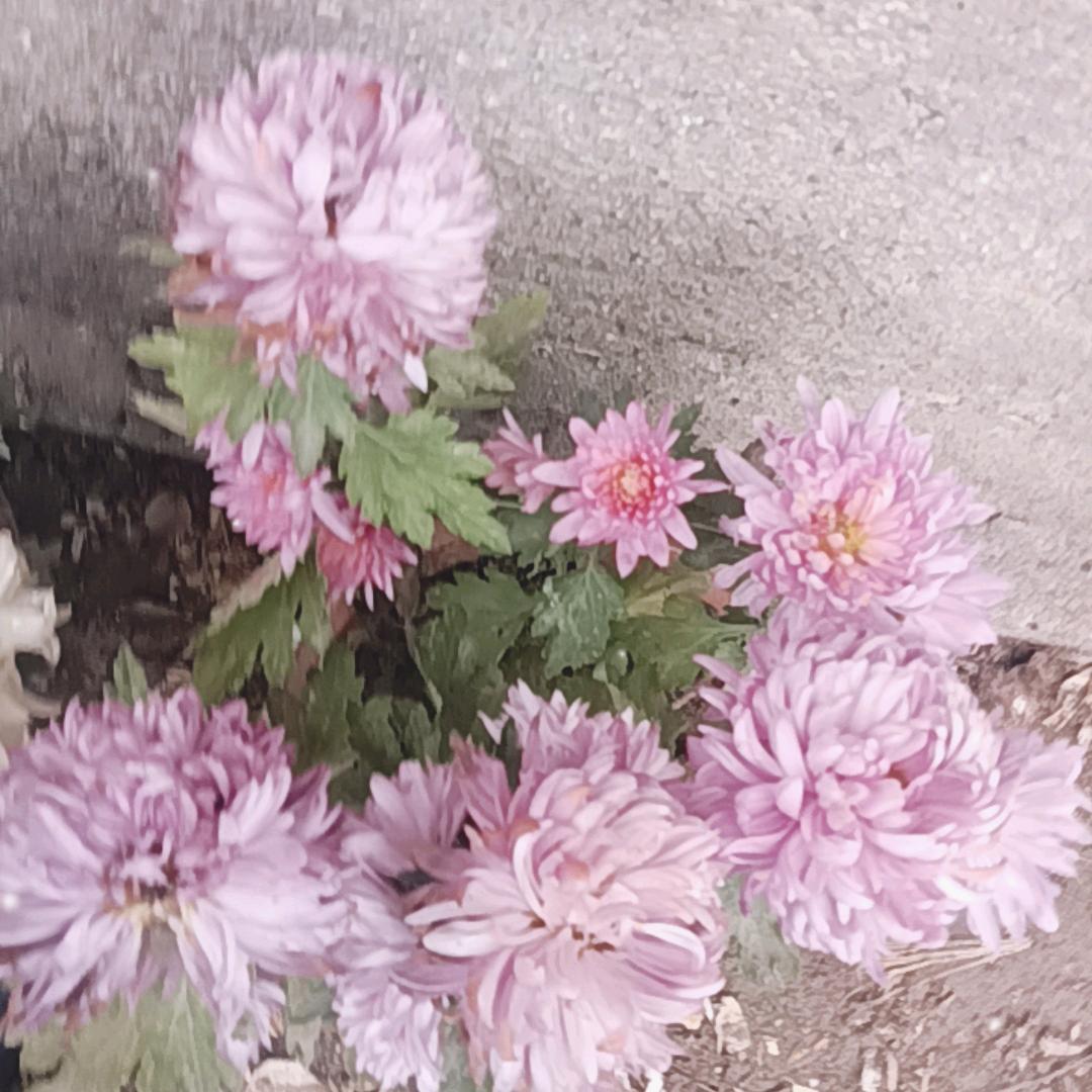 －美丽的彩虹桥\