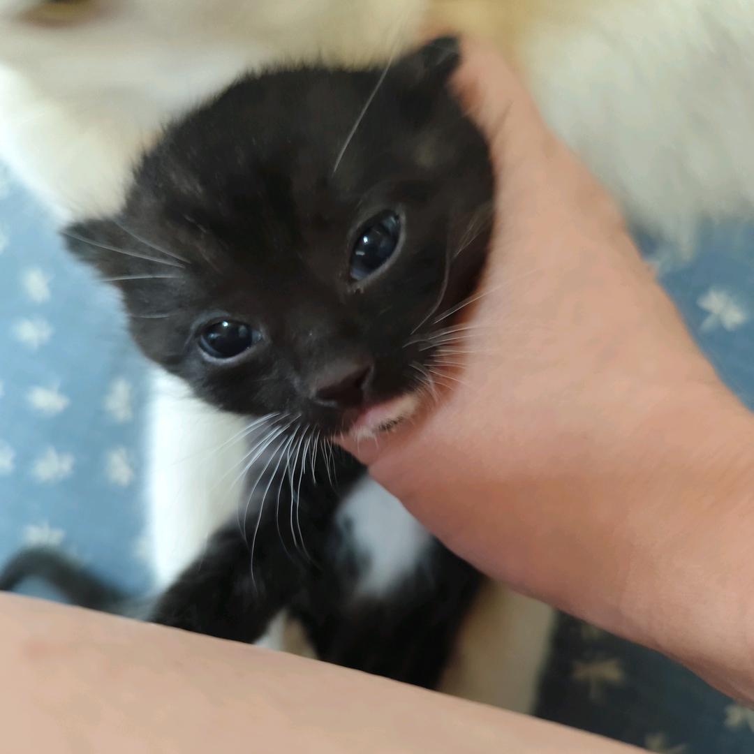 天天捣药的猫桑主子头像