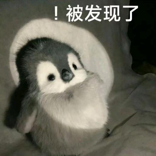 骑着猫的鱼
