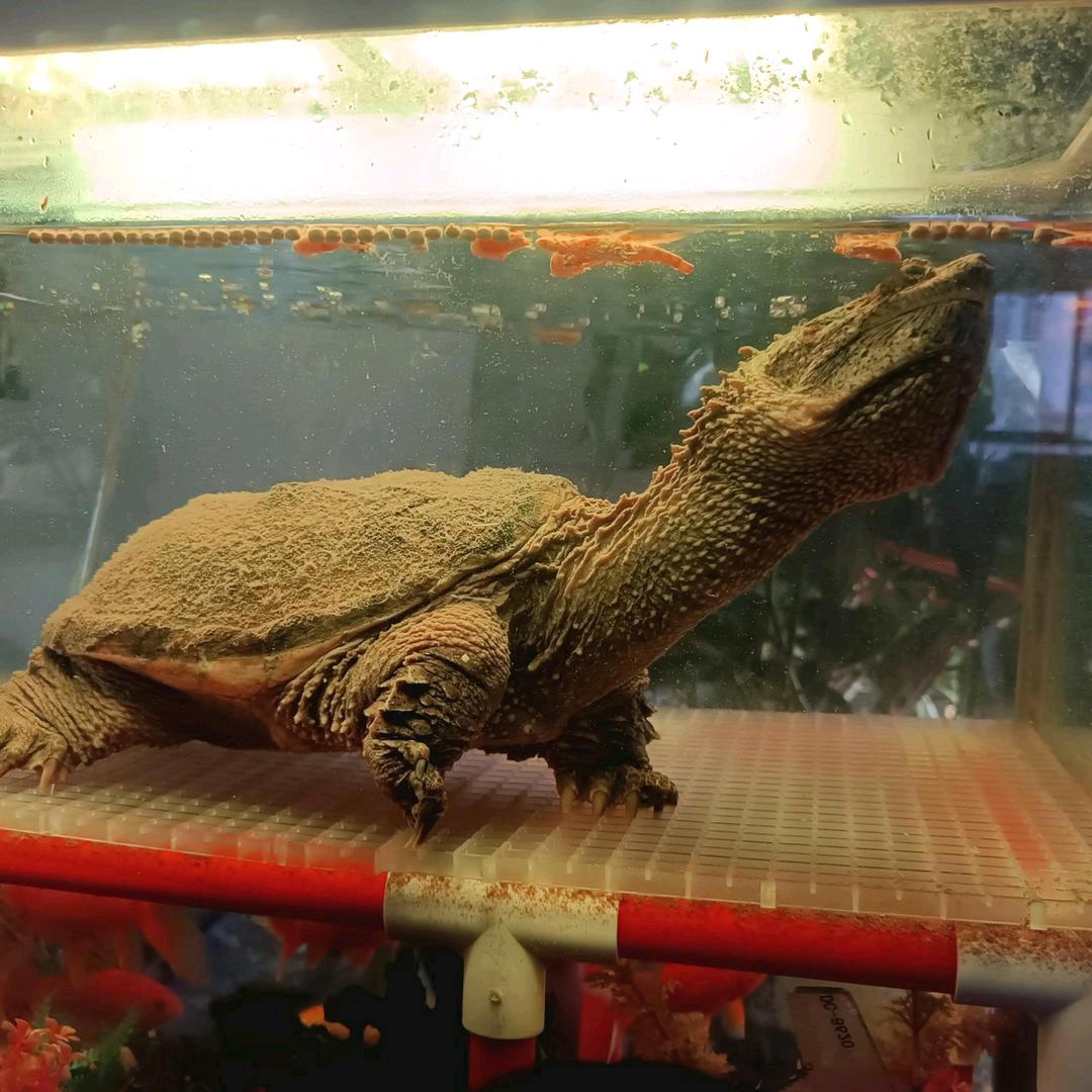 小王叫我来巡鳝