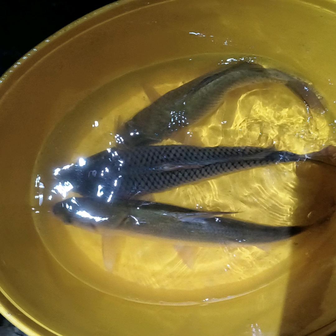 银色幽月