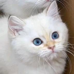 若水