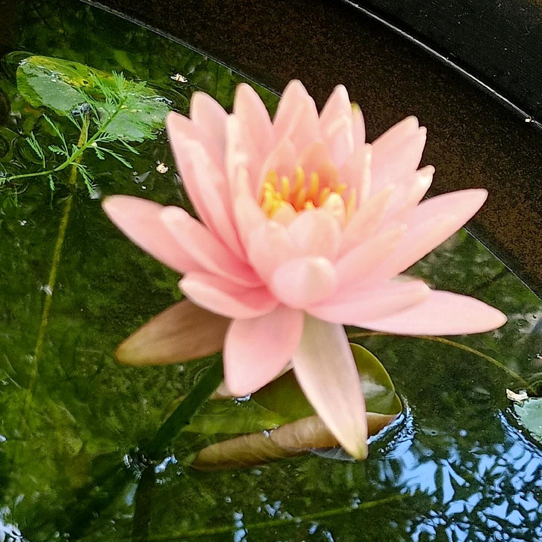 幸福的云