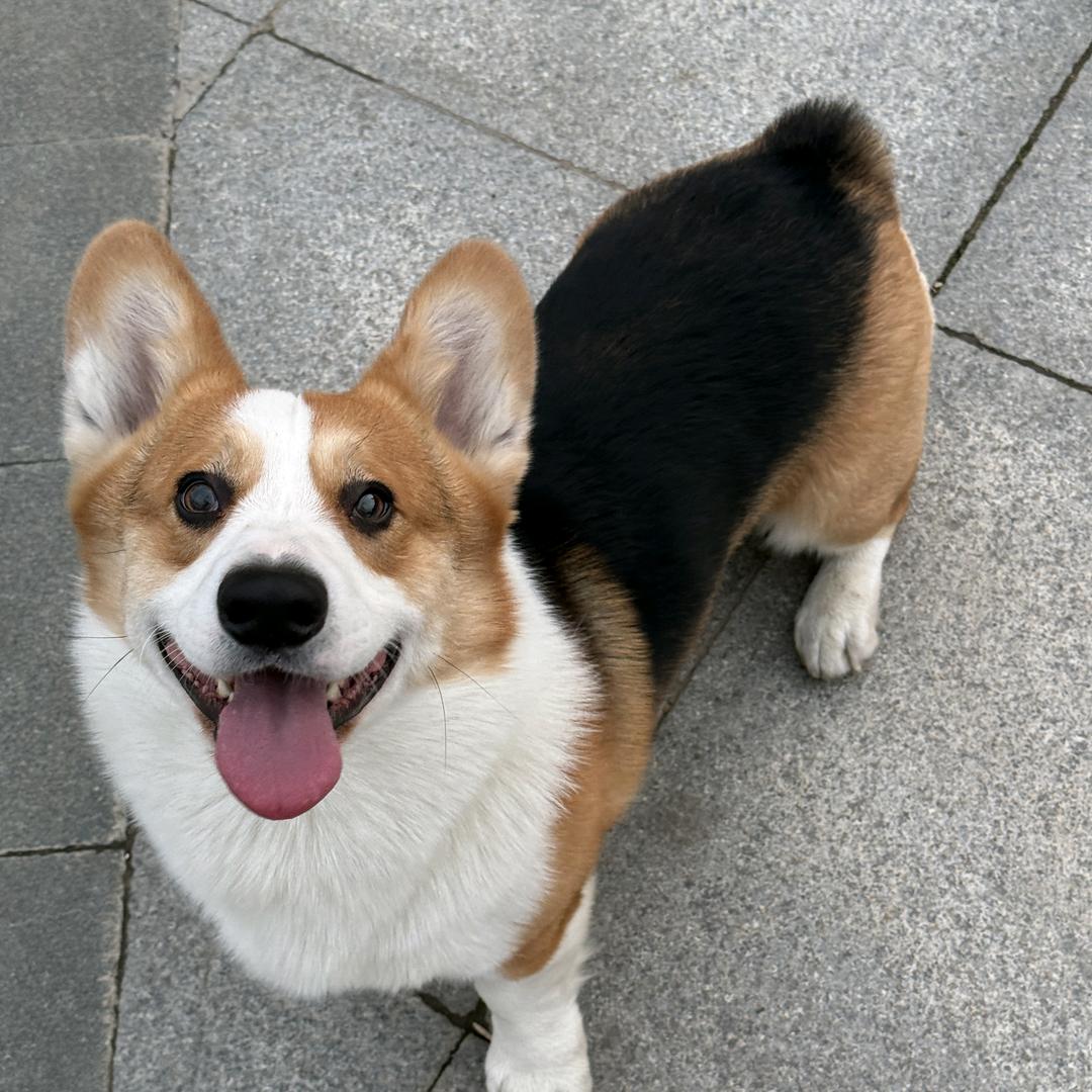 吾家狗儿