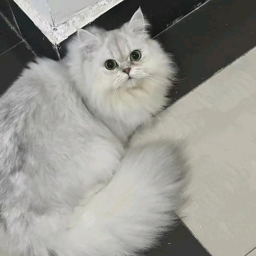 最好的七夕