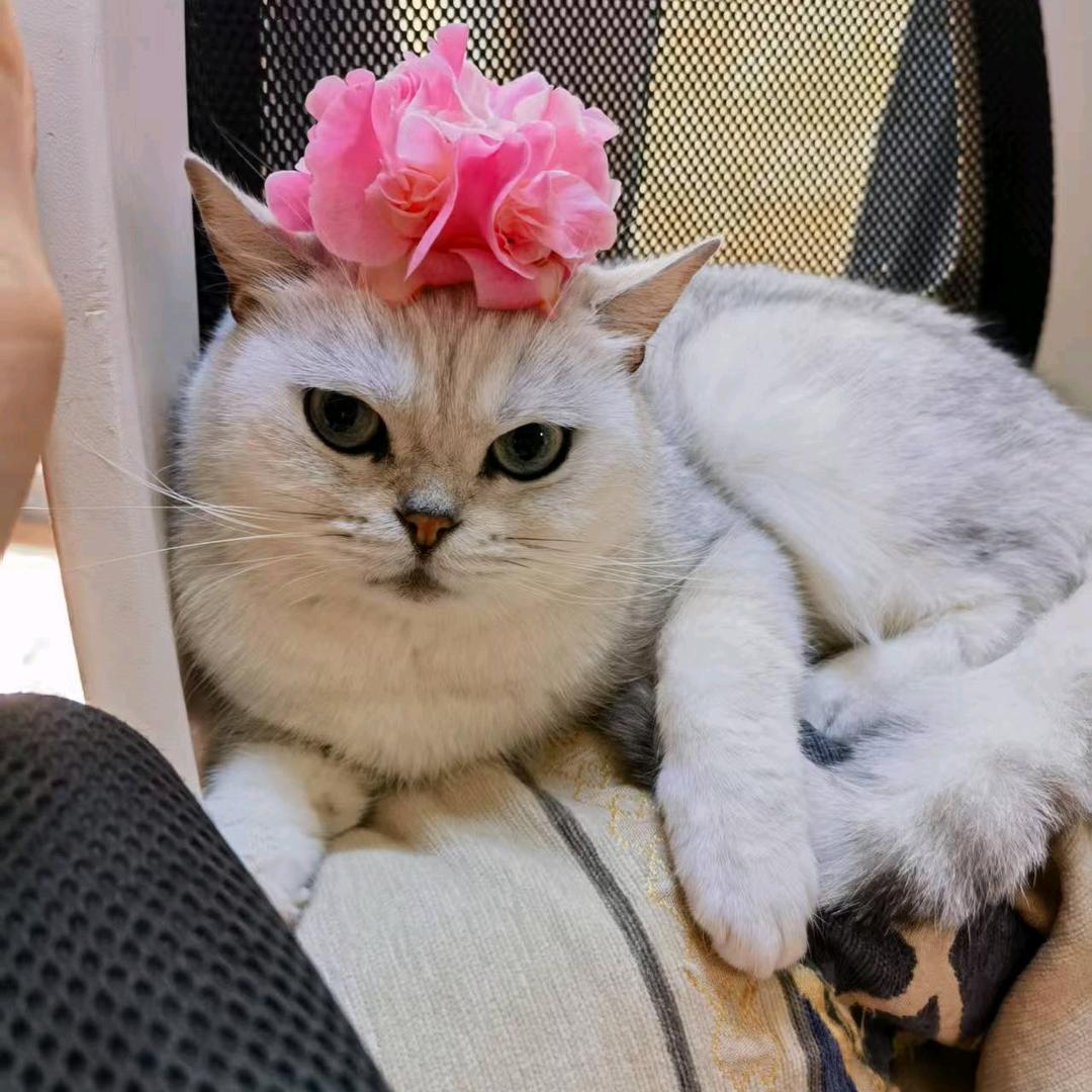 猫🐱猫