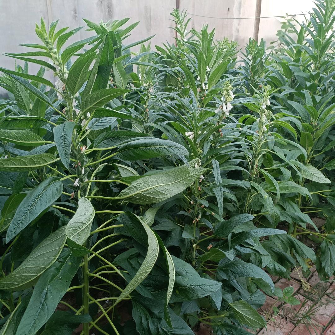 🌈🌈 花好月园