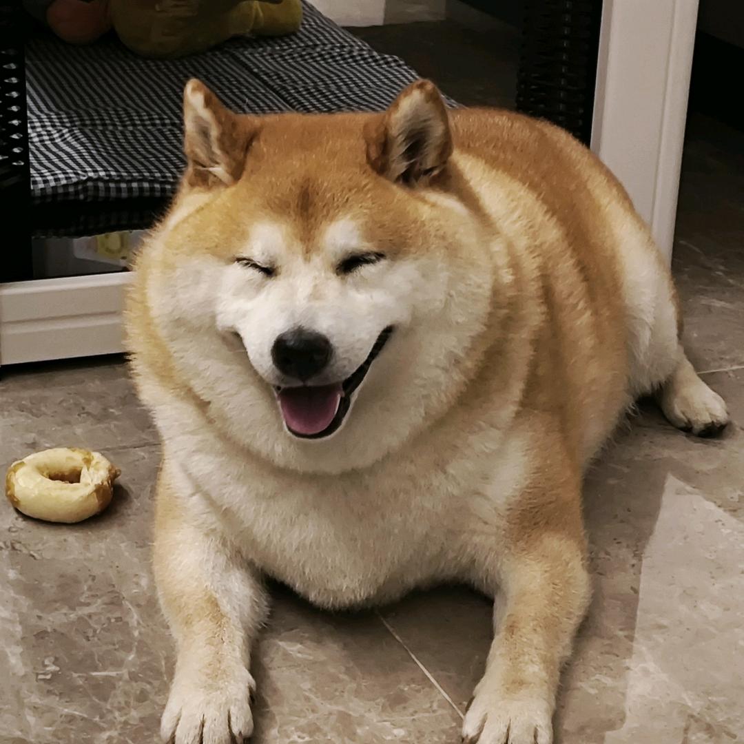 小柴圆滚滚