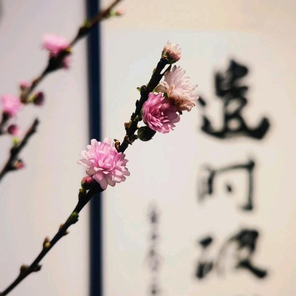 唯一的珠珠