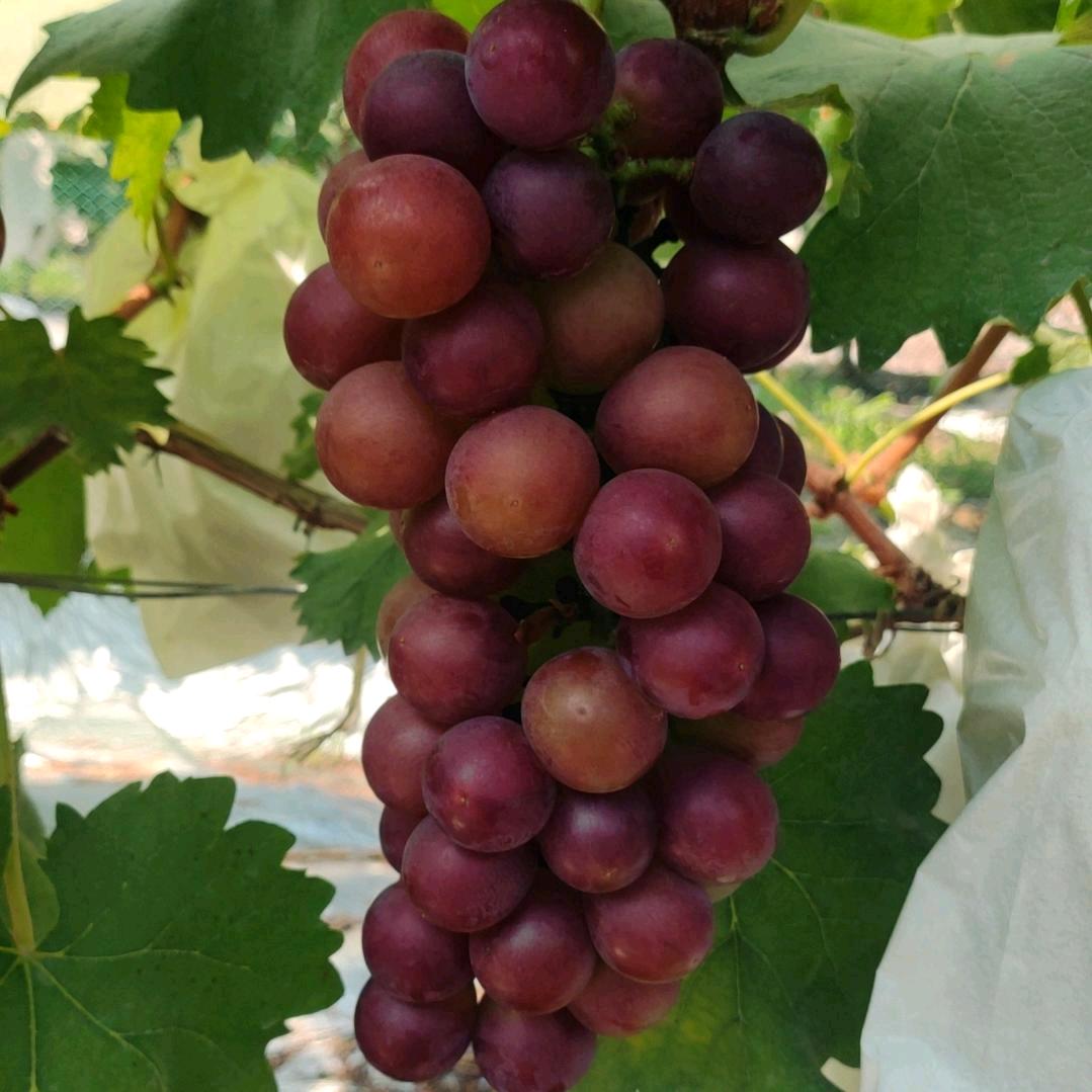 葡萄🍇