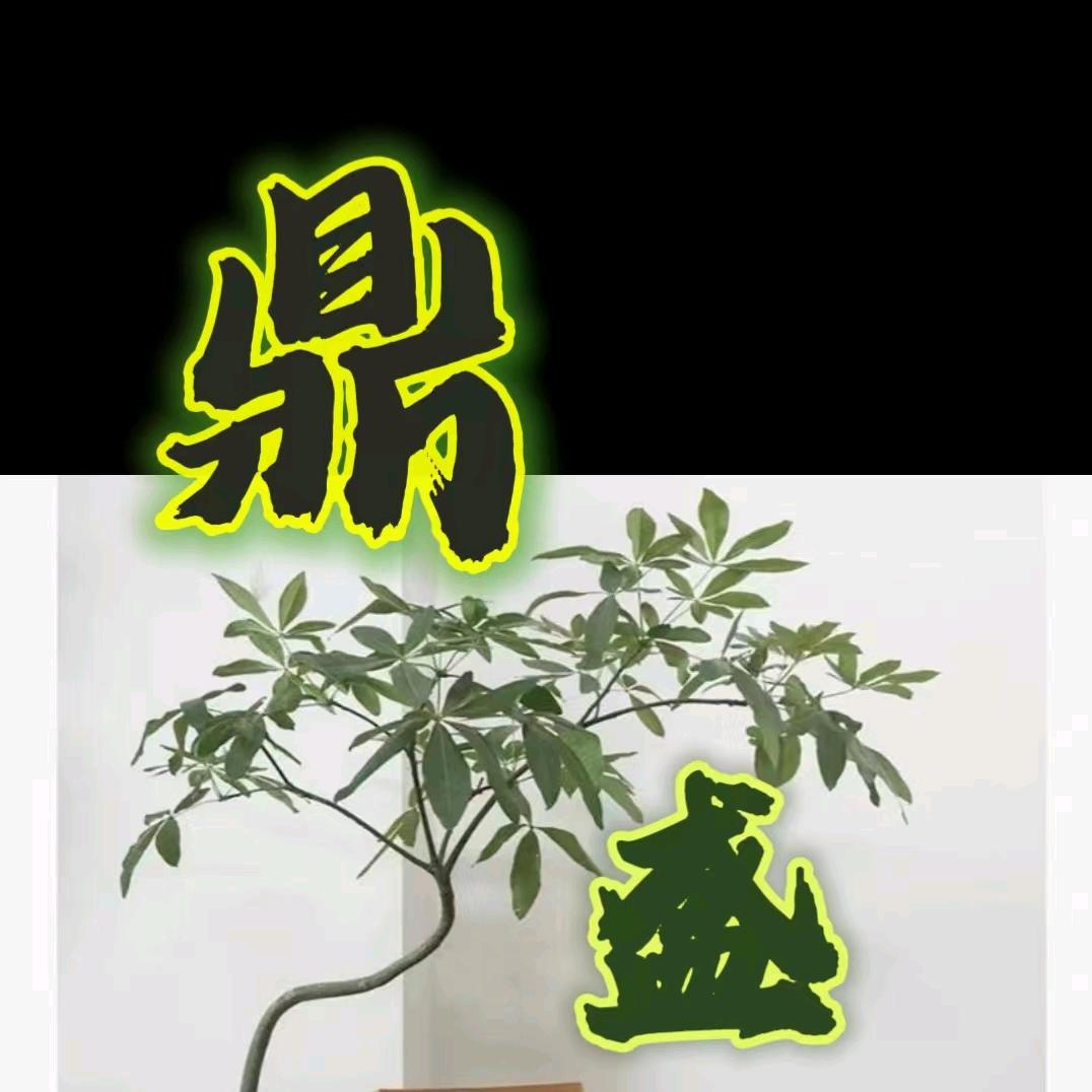 鼎盛.花卉
