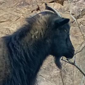 万羊山上牧羊人