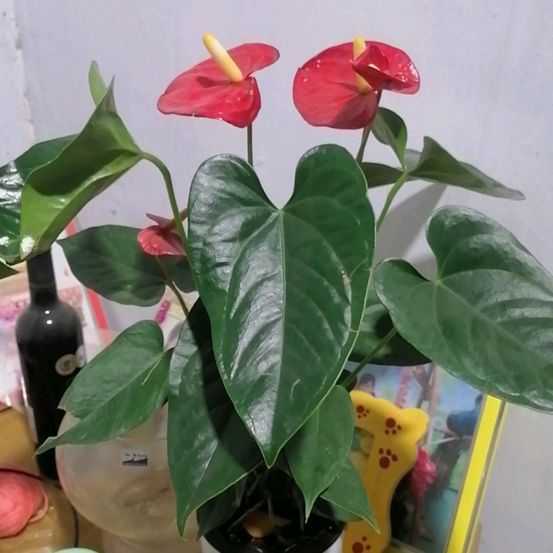 🦋ꦿ໊余生᭄🕊随心᭄