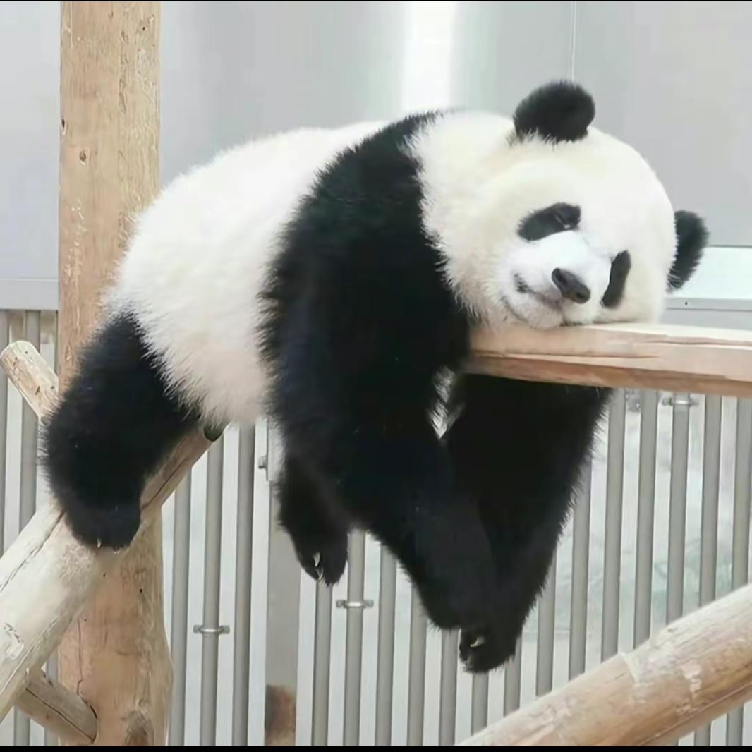 A梅子