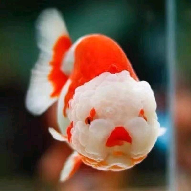 玲子子渔